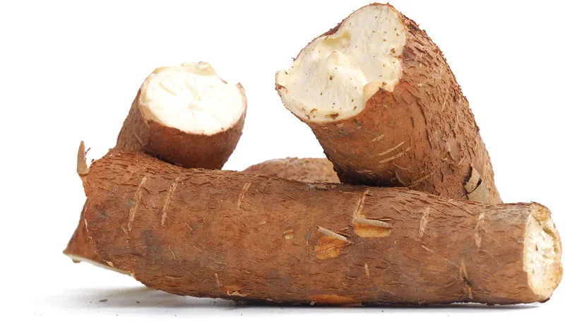 cassava_mosaic_virus