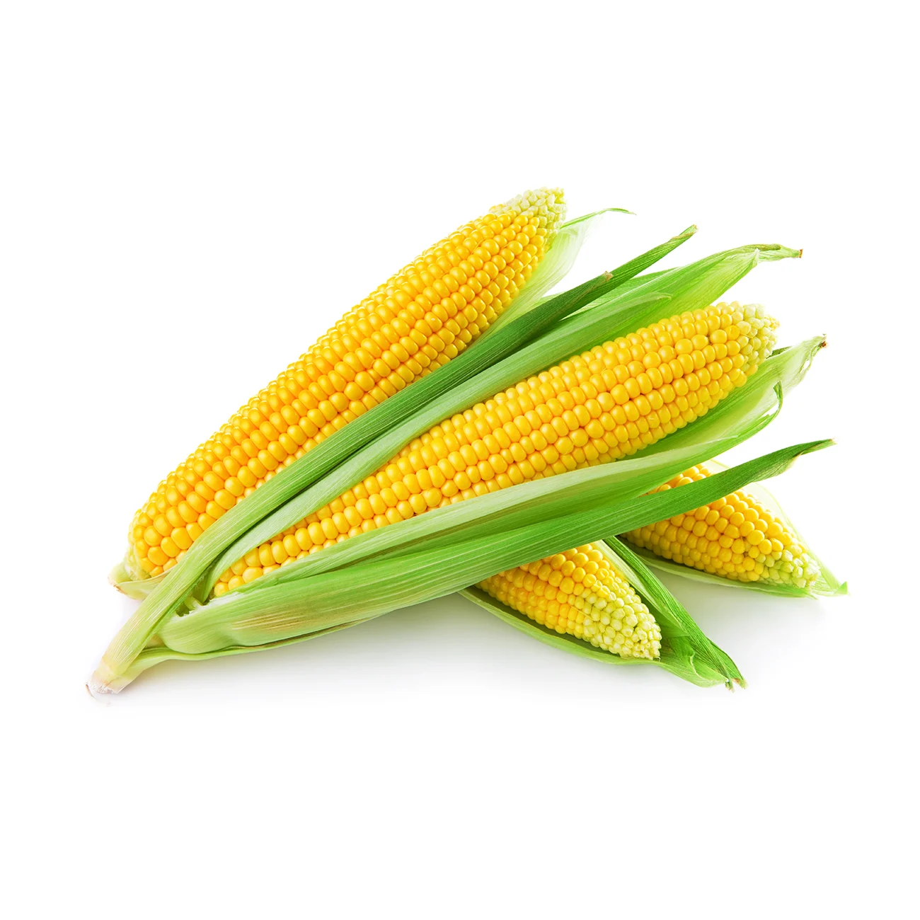 corn_gray_leaf_spot